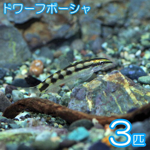 (熱帯魚 生体)ドワーフボーシャ　（約2cm）（3匹）【水槽/熱帯魚/観賞魚/飼育】【...