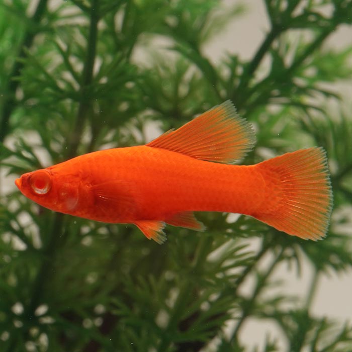 (熱帯魚)ルビーアイハイフィンレッドソード　(約4cm)(5匹)