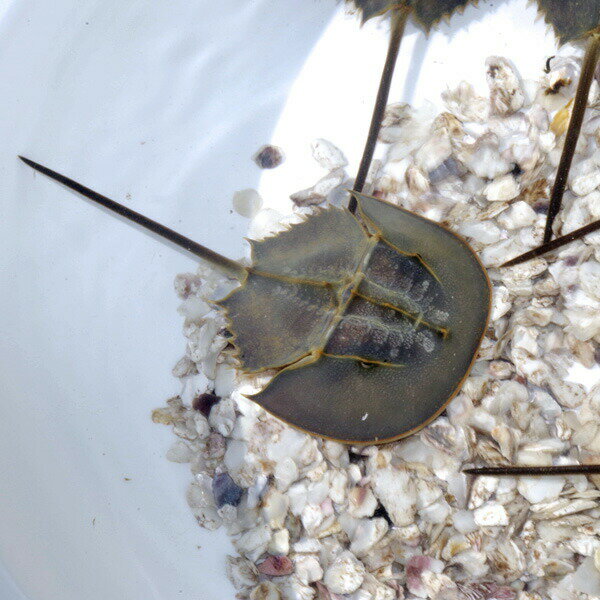 カブトガニ　（甲長約6-12cm）5匹セット　【水槽/熱帯魚/観賞魚/飼育】【生体】【通販/販売】【アクアリウム/あくありうむ】【小型】のサムネイル