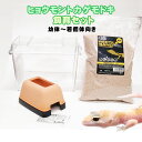 【水槽セット】ヒョウモントカゲモドキ 飼育セット 幼体〜若個体向け B
