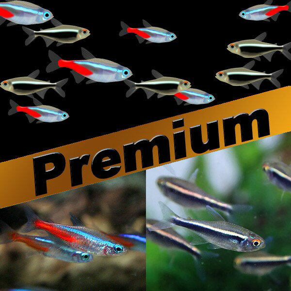 (熱帯魚 生体)ネオンテトラ（SMサイズ約1.5-2cm）(50匹) ＋ ブラックネオンテトラ（約2cm)(20匹)