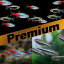 (熱帯魚 生体)【プレミアムセット】ネオンテトラ(SMサイズ 約1.5-2cm)(50匹) + ブラックネオンテトラ(約2cm)(20匹)【水槽/熱帯魚/観賞魚/飼育】【生体】【通販/販売】【アクアリウム/あくありうむ】【小型】