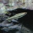 (熱帯魚 生体)ディグラムス・ペンシルフィッシュ　（約2cm）（5匹）【水槽/熱帯魚/観賞魚/飼育】 ...