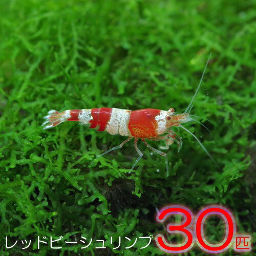 (エビ)レッドビーシュリンプ　（約1cm）（30匹）【水槽/熱帯魚/観賞魚/飼育】【生体】【通販/販売】【アクアリウム/あくありうむ】【小型】