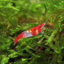 (エビ)ルリーシュリンプ (約1-2cm)(10匹)【水槽/熱帯魚/観賞魚/飼育】【生体】【通販/販売】【アクアリウム/あくありうむ】【小型】