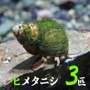 (貝)ヒメタニシ　（-cm）（3匹）【水槽/熱帯魚/観賞魚/飼育】【生体】【通販/販売】【アクアリウム/あくありうむ】【小型】 その1