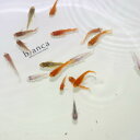 (めだか)ミックス ダルマ、半ダルマ メダカ (約1-2cm)(3匹)