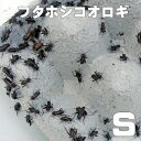 お取り寄せ(3-4営業日) 餌昆虫 フタホシコオロギ Sサイズ 300匹+【代引き不可】【冬季航空便地域発送不可】 活餌 爬虫類 両生類 小動物(4)