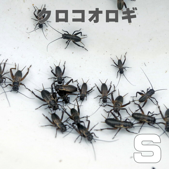 お取り寄せ 3－4営業日 餌昆虫 黒コオロギ クロコオロギ Sサイズ 300匹+【代引き不可】【冬季航空便地域発送不可】 活餌 爬虫類 両生類 小動物