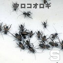 お取り寄せ(3−4営業日) 餌昆虫 黒コオロギ(クロコオロギ) Sサイズ 300匹+【代引き不可】【冬季航空便地域発送不可】 活餌 爬虫類 両生類 小動物
