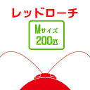 ※こちらの商品は代金引換のお支払いはご利用できませんので予めご了承ください。 レッドローチ 【学名】 Blatta　lateralis 【生息地】 アジア、アフリカ、アメリカ 【最大全長】 約3cm 【商品規格】 Sサイズ（約3-6mm) Mサイズ（約8-10mm) Lサイズ(約11-20mm) 【特徴】 爬虫類、両生類、熱帯魚等の餌用として利用されているゴキブリの一種です。本種はストックが非常に簡単で活餌として非常に優れています。プラケース等にタマゴパック、水入れを設置し、温度を25度程度に保つとよいです。餌は野菜くずなど与えるとよいです。 プラケース等の壁も登ることが出来ないですが、成虫は飛ぶ可能性がある為、蓋はするようにしましょう。成長も早く、繁殖も容易です。 [reptiles]　[live-prey]&nbsp; &nbsp; &nbsp; &nbsp; &nbsp; &nbsp;