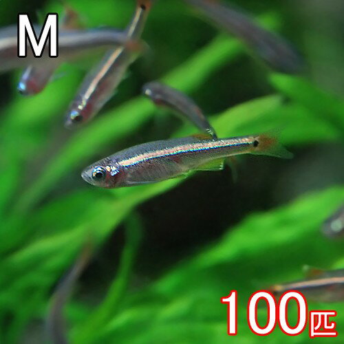 楽天ネオス 楽天市場店（熱帯魚 生体）アカヒレ（Mサイズ　約1.5cm）（100匹）【水槽/熱帯魚/観賞魚/飼育】【生体】【通販/販売】【アクアリウム/あくありうむ】【小型】