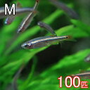 (熱帯魚 生体)アカヒレ（Mサイズ　約1.5cm）（100匹）【水槽/熱帯魚/観賞魚/飼育】【生体】 ...