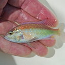(熱帯魚)ハプロクロミス sp フレームバック(約7cm）（1匹）