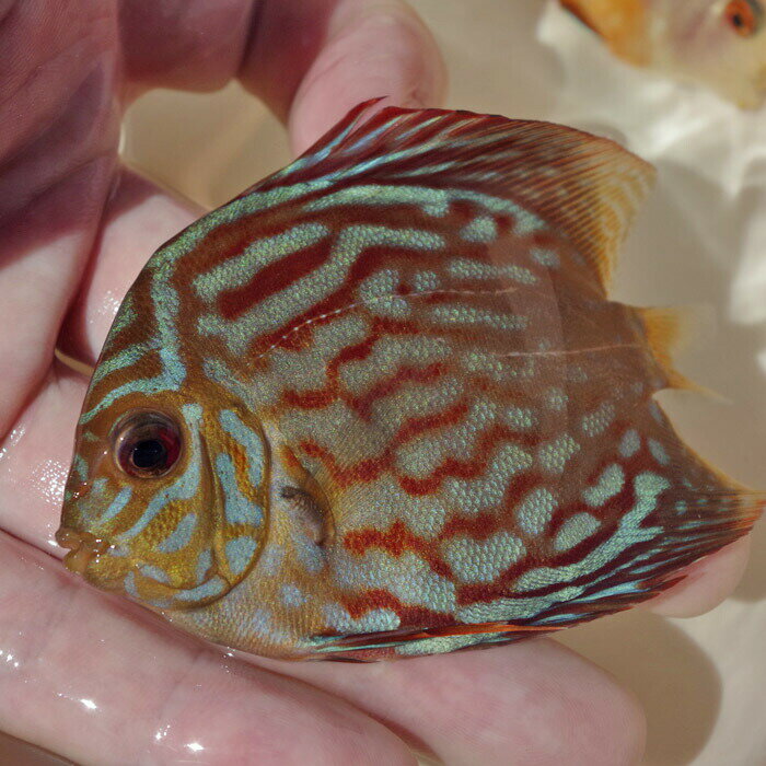 (熱帯魚 ディスカス)レッドロイヤルブルーディスカス（タイ産）　（約8cm）（1匹）【水槽/熱帯魚/観賞魚/飼育】【生体】【通販/販売】【アクアリウム/あくありうむ】【小型】