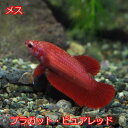 (熱帯魚 生体)ベタ プラガット ピュアレッド メス（1匹）【水槽/熱帯魚/観賞魚/飼育】【生体】【通販/販売】【アクアリウム/あくありうむ】【小型】