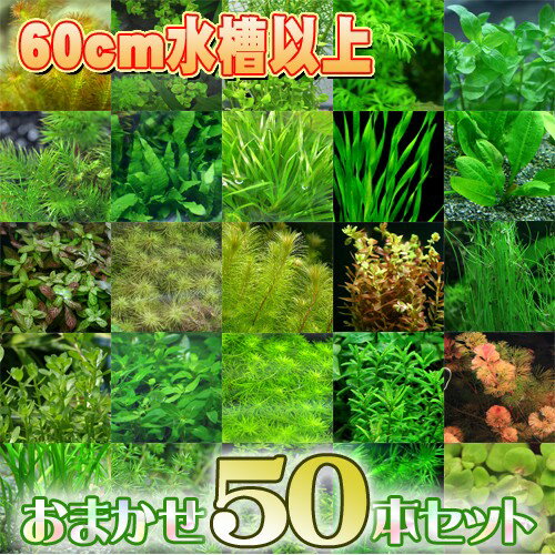 (水草)おまかせ水草　水槽サイズ60cm