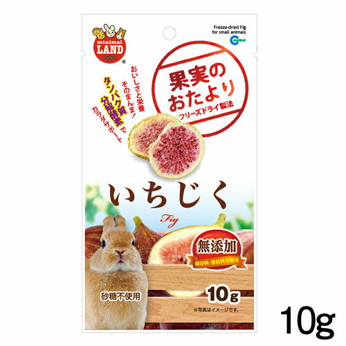 マルカン　果実のおたより いちじく　10g　ML-143【おやつ/餌/えさ/エサ】【ハムスター/うさぎ/リス/モ..