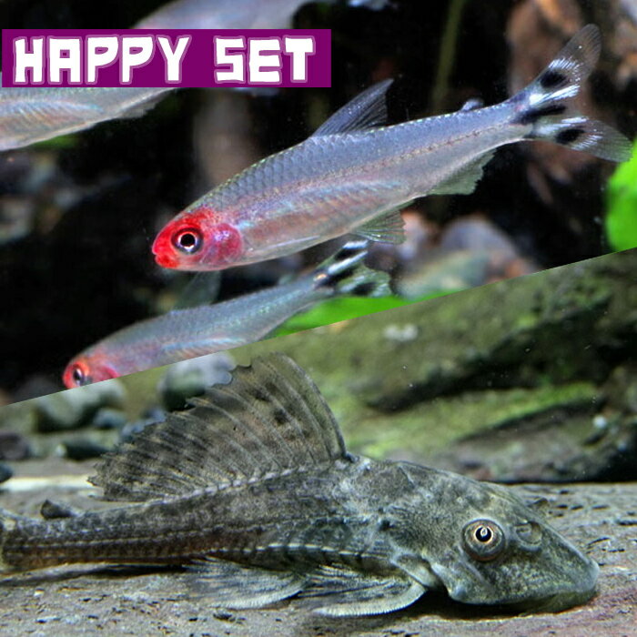 (熱帯魚セット)【ハッピーセット】ラミーノーズテトラ（約2cm)(4匹) ＋ サッカープレコ（約5-6cm)(2匹)【水槽/熱帯魚/観賞魚/飼育】【生体】【通販/販売】【アクアリウム/あくありうむ】【小型】