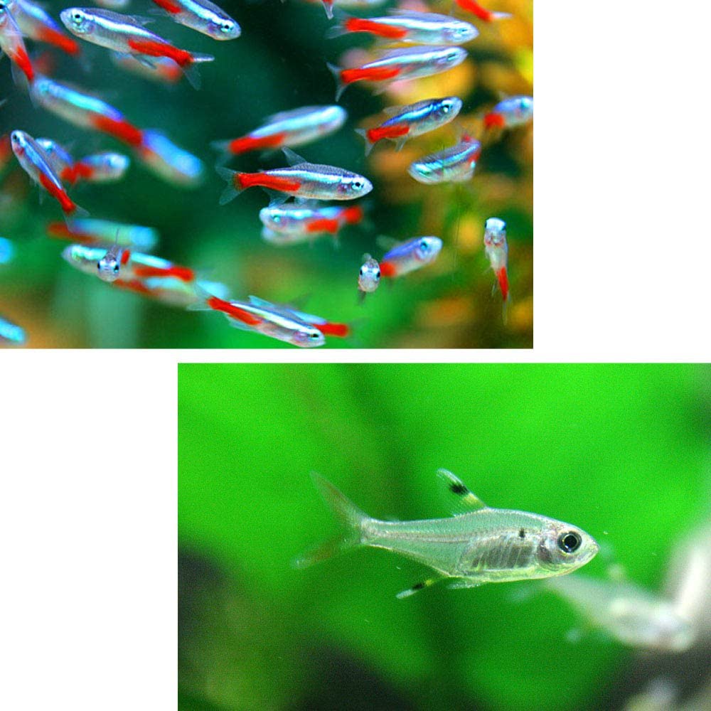 (熱帯魚 生体)ネオンテトラ（SMサイズ約1.5-2cm）(10匹) ＋ プリステラ（約2cm）（7匹）【水槽/熱帯魚/観賞魚/飼育】【生体】【通販/販売】【アクアリウム/あくありうむ】【小型】 1