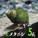 ヒメタニシ 【学名】 Sinotaia quadrata 【最大全長】 約3cm 【適正水温】 23-26℃ 【水質】 弱酸性～弱アルカリ性 【分布】 日本 【混泳】 貝類を捕食する生き物とはできません 【当店の与えている餌】 【推奨水槽サイズ】 cm～ 【特徴】 日本各地に生息する淡水性巻貝の一種です。ビオトープの水質浄化や水槽の 藻の掃除屋としても優秀です。繁殖も容易で本種は卵を産まず、直接稚貝を産みます。 【入荷頻度】 不定期 【関連キーワード】