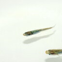鋼 メダカ 雌雄判別不可 (5匹) はがねめだか【水槽/熱帯魚/観賞魚/飼育】【生体】【通販/販売】【アクアリウム/あくありうむ】【小型】