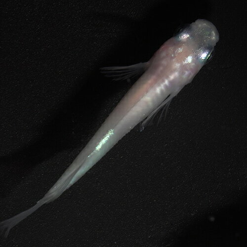 (めだか)小雪(こゆき)メダカ　ミルキー体内光　（約2.5-3cm）（5匹）のサムネイル