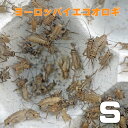 お取り寄せ（3－4営業日）　餌昆虫　 ヨーロッパイエコオロギ Sサイズ　1000匹+【代引き不可】【冬季航空便地域発送不可】　活餌　爬虫..