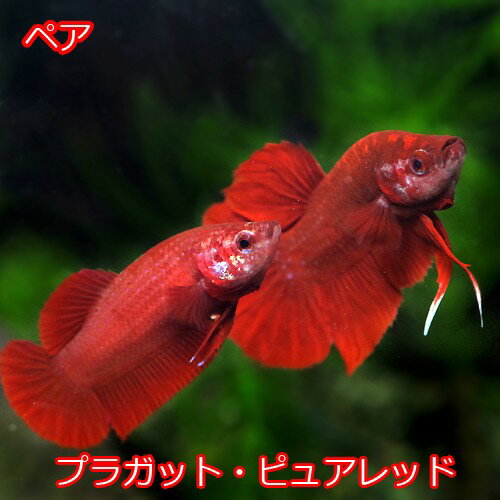 (熱帯魚 生体)ベタ プラガット　ピュアレッド　（1ペア）【水槽/熱帯魚/観賞魚/飼育】【生体】【通販/販売】【アクアリウム/あくありうむ】【小型】のサムネイル