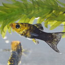 (熱帯魚)ゴールデンハーフブラックライヤーモーリー　（約5-6cm）（3匹）