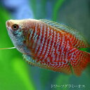 (熱帯魚 生体)ドワーフグラミー　オス ♂　（約4cm）（1匹）【水槽/熱帯魚/観賞魚/飼育】【生体】【通販/販売】【アクアリウム/あくあり..