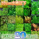 (水草)おまかせ水草　水槽サイズ30cm以下にお勧め　（5種以上　20本）【水槽/熱帯魚/観賞魚/飼育】【生体】【通販/販売】【アクアリウム/あくありうむ】【小型】