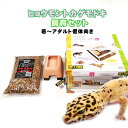 【水槽セット】ヒョウモントカゲモドキ 飼育セット 若〜アダルト個体向け D