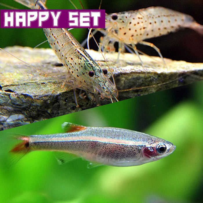 (熱帯魚・エビ)アカヒレ（Sサイズ　約1cm)(15匹) ＋ヤマトヌマエビ（約2-4cm)（5匹)