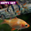 (熱帯魚セット)【ハッピーセット】スマトラ(約2cm)(3匹)+ 白スマトラ(約2cm)(3匹)【水槽/熱帯魚/観賞魚/飼育】【生体】【通販/販売】【アクアリウ...