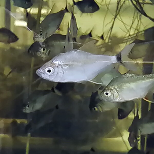 (熱帯魚)ウィンプルピラニア【コロンビア産】　 （約4-5cm）(1匹)