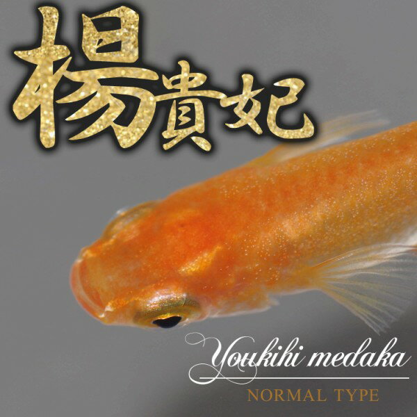 （めだか）楊貴妃メダカ/楊貴妃めだか （約2cm）（100匹）【水槽/熱帯魚/観賞魚/飼育】【生体】【通販/販売】【アクアリウム/あくありうむ】【小型】