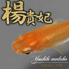 https://thumbnail.image.rakuten.co.jp/@0_mall/fish-neos/cabinet/-5/a17-270923-5_1.jpg