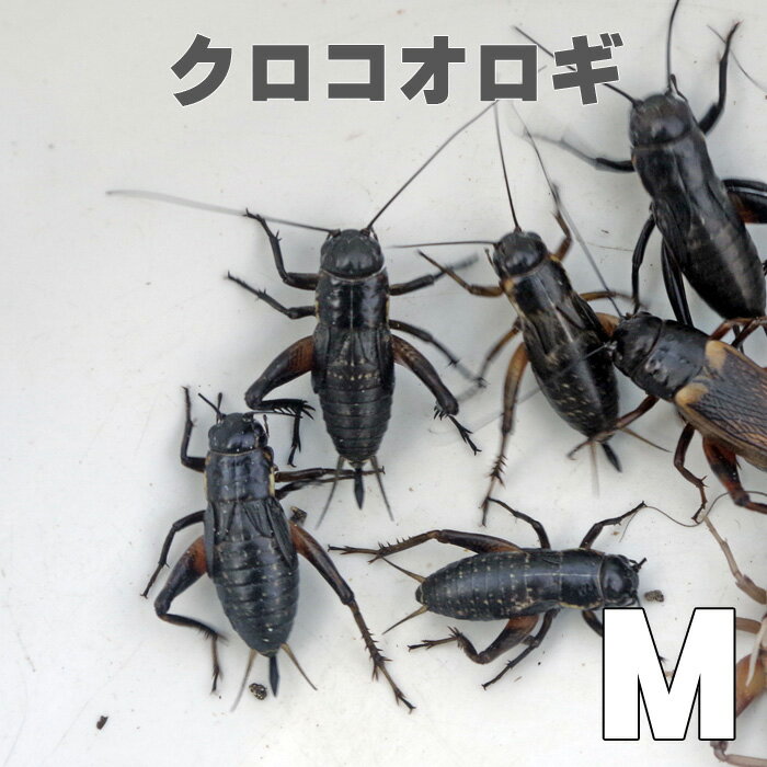 お取り寄せ（3－4営業日）　餌昆虫　 黒コオロギ（クロコオロギ）Mサイズ　200匹+【代引き不可】【冬季航空便地域発送不可】　活餌　爬虫類　両生類　小動物