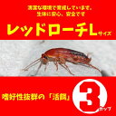 (両生類)レッドローチ　（Lサイズ）（3カップ）【代引き不可】　【水槽/熱帯魚/観賞魚/飼育】【生体】【通販/販売】【アクアリウム/あ..