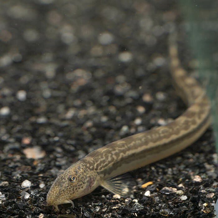 (日淡)アジメドジョウ　（約4-6cm）（1匹）