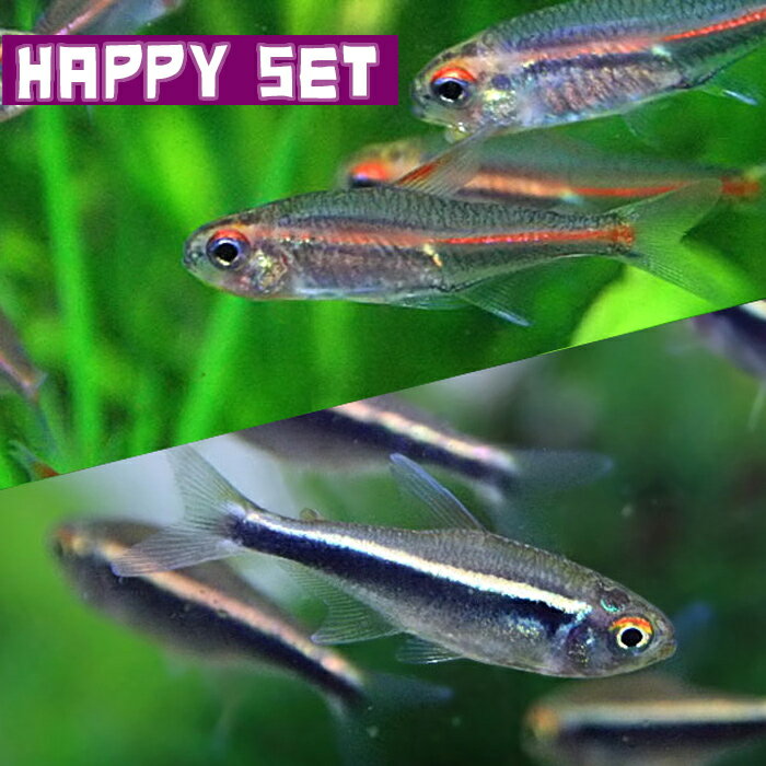 (熱帯魚 生体)【ハッピーセット】グローライトテトラ（約2cm)(8匹) ＋ ブラックネオンテトラ（約2cm)(8匹)【水槽/熱帯魚/観賞魚/飼育】【生体】【通販/販売】【アクアリウム/あくありうむ】【小型】