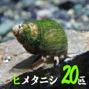 (貝)ヒメタニシ　（-cm）（20匹）【水槽/熱帯魚/観賞魚/飼育】【生体】【通販/販売】【アクアリウム/あくありうむ】【小型】