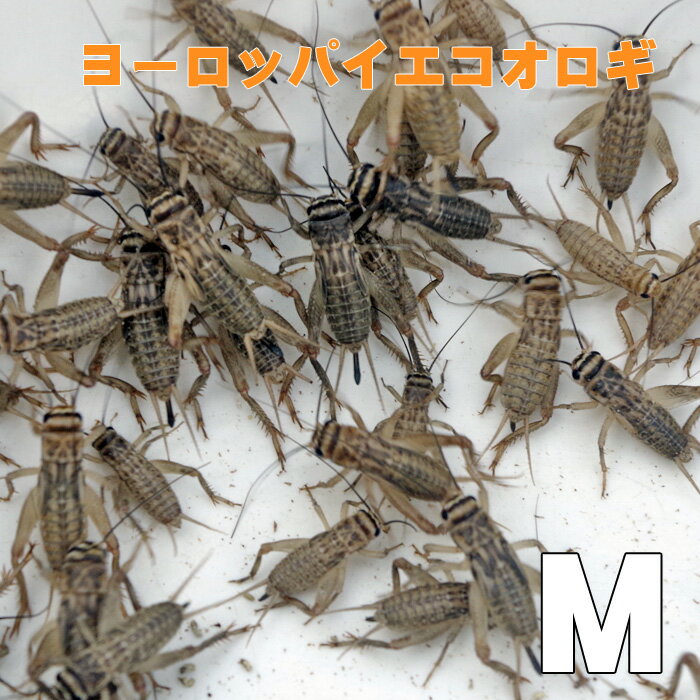󤻡34Ķˡº 衼åѥ M500ɤ+ԲġۡߵҶϰȯԲġۡ¡ࡡξ...