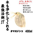 (活餌)( オススメ)タマミジンコ　400ml100匹～（1袋）【水槽/熱帯魚/観賞魚/飼育】【生体 ...