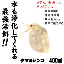 (活餌)( オススメ)タマミジンコ　400ml100匹～（1袋）【水槽/熱帯魚/観賞魚/飼育】【生体】【通販/販売】【アクアリウム/あくありうむ】【小型】