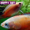 (熱帯魚 生体)【ハッピーセット】ゴールデンハニードワーフグラミー（約2-3cm)(3匹) ＋ レッ ...