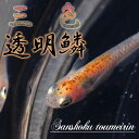 （めだか）三色透明鱗 メダカ （約2cm）（3匹）【水槽/熱帯魚/観賞魚/飼育】【生体】【通販/販売】【アクアリウム/あくありうむ】【小型】