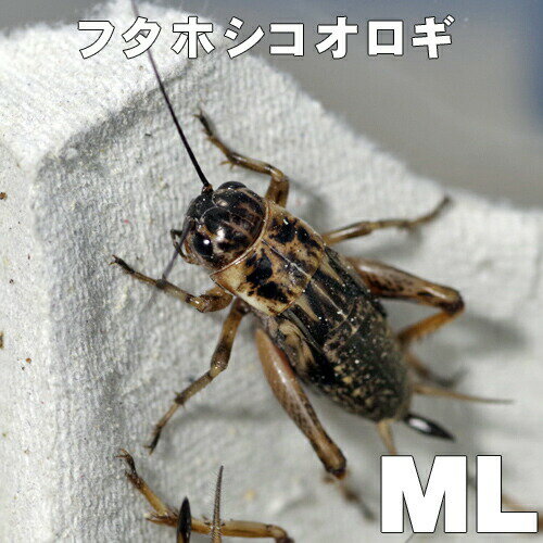 お取り寄せ（3－4営業日）　餌昆虫　フタホシコオロギ　ML-Lサイズ　200匹+【代引き不可】【冬季航空便地域発送不可】　活餌　爬虫類　..