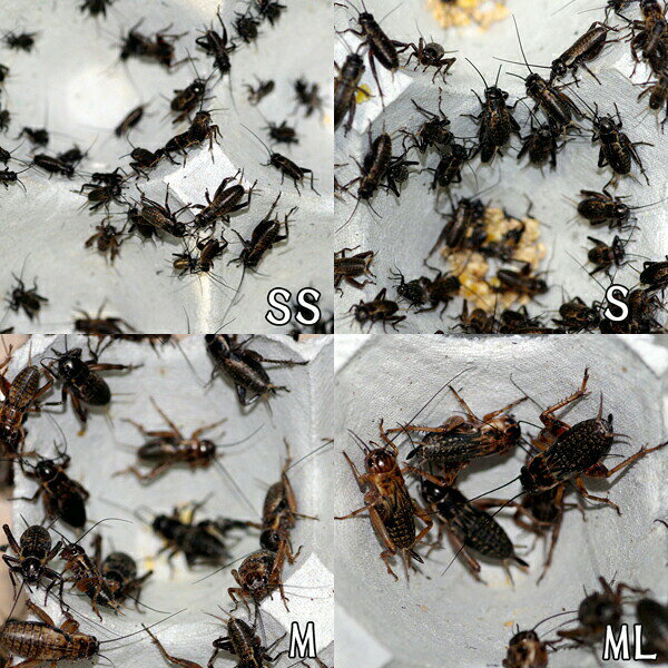 お取り寄せ（3－4営業日）　餌昆虫　フタホシコオロギ　ML-Lサイズ　200匹+【代引き不可】【冬季航空便地域発送不可】　活餌　爬虫類　両生類　小動物